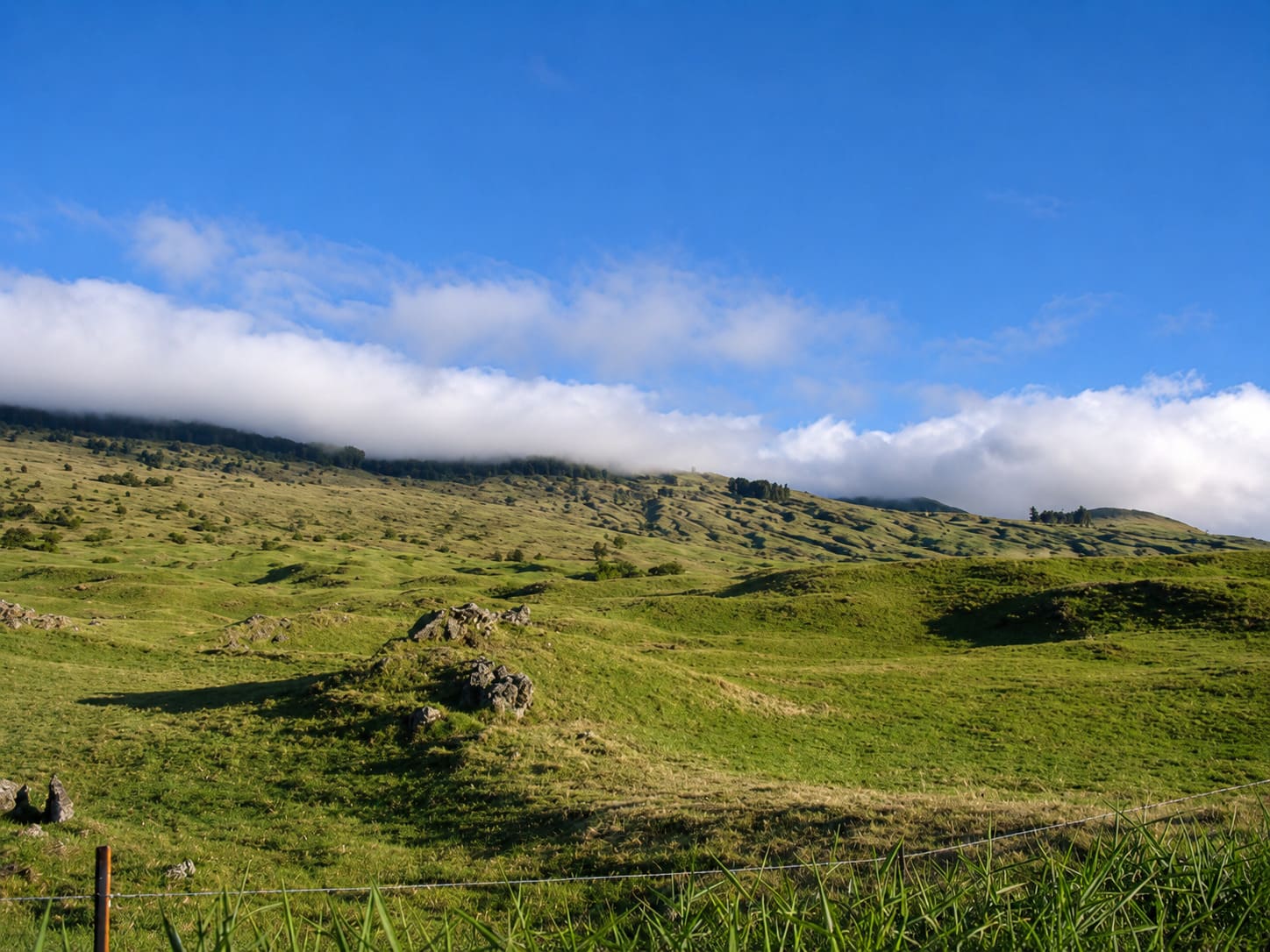 Keokea
