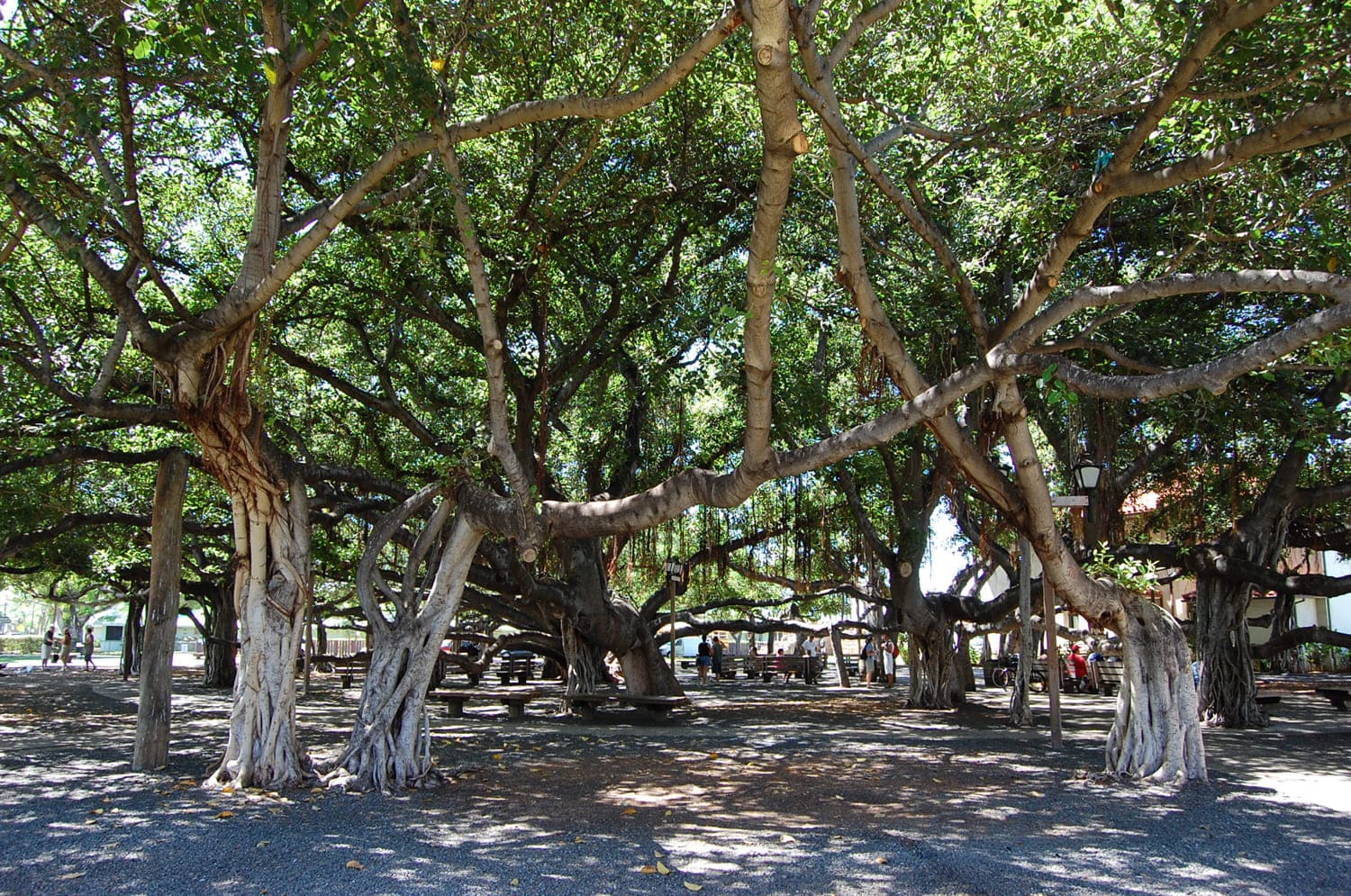 Lahaina Banyan Tree Park