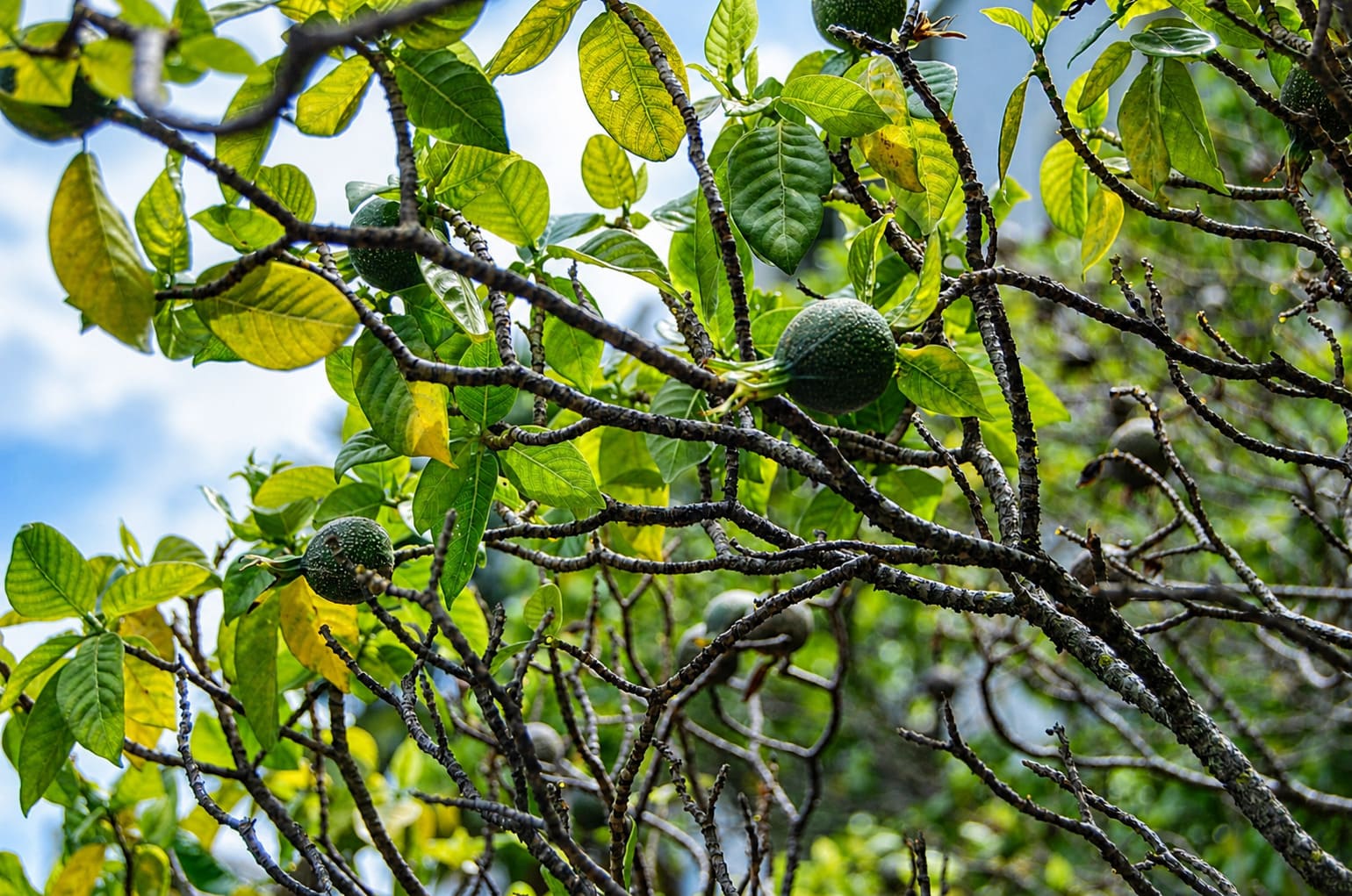Lili'uokalani Botanical Garden