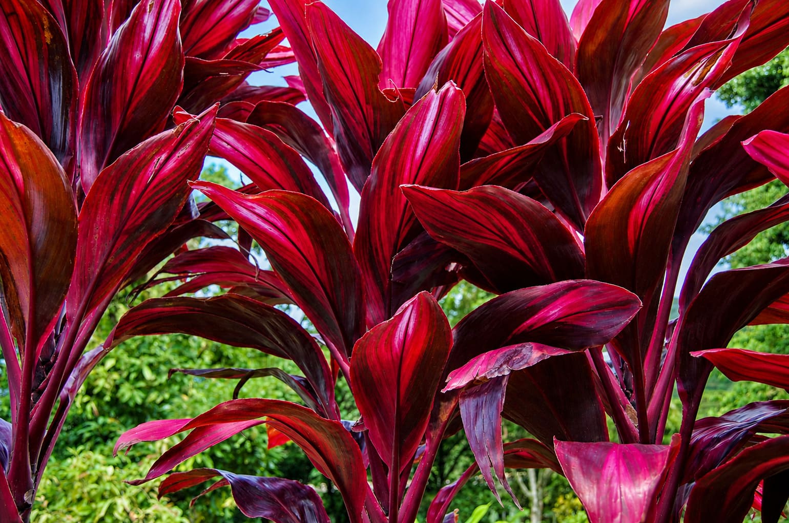 Lyon Arboretum