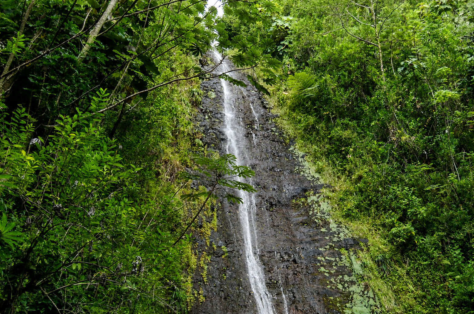 Manoa Falls