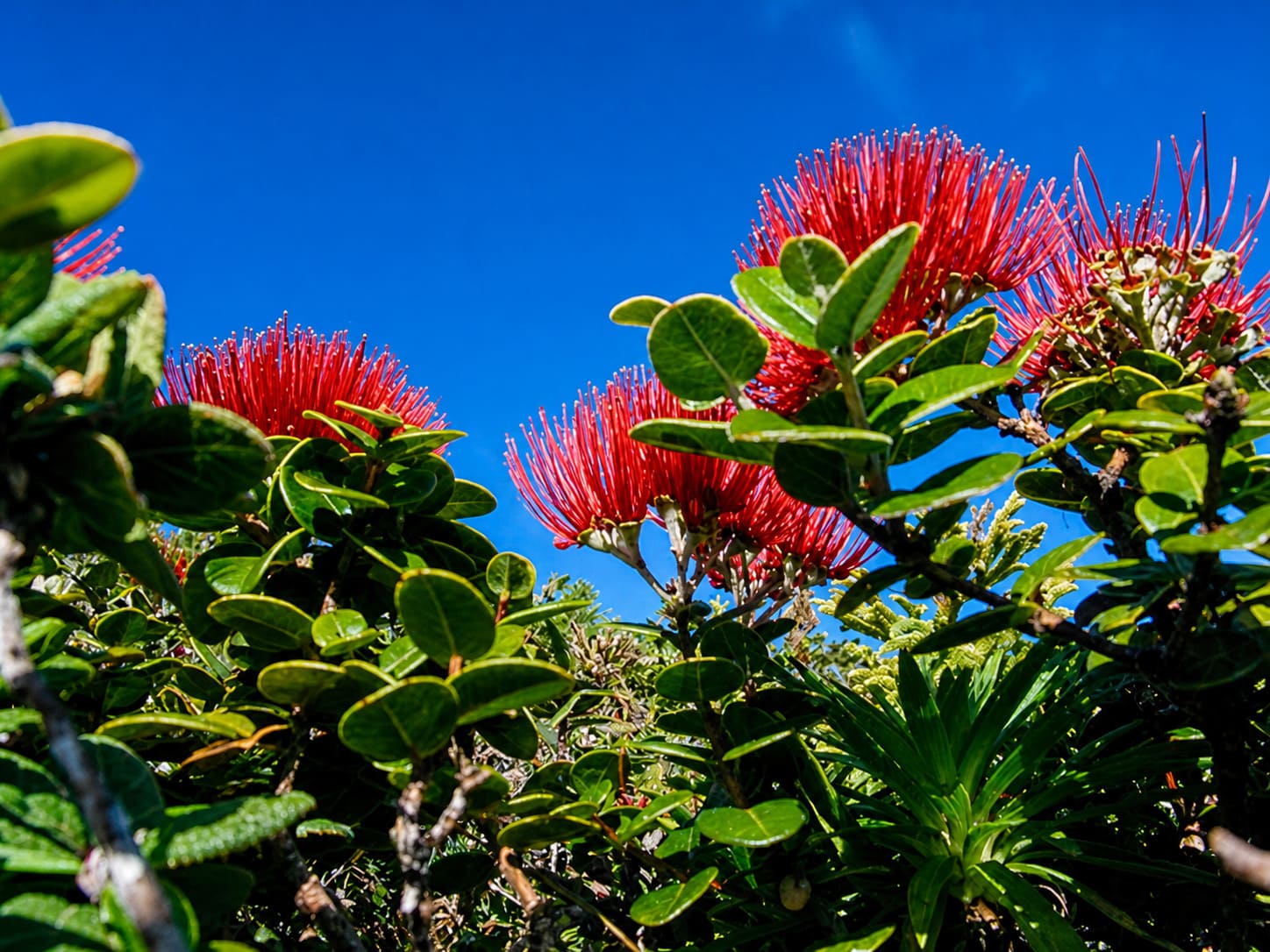 Manoa Heritage Center