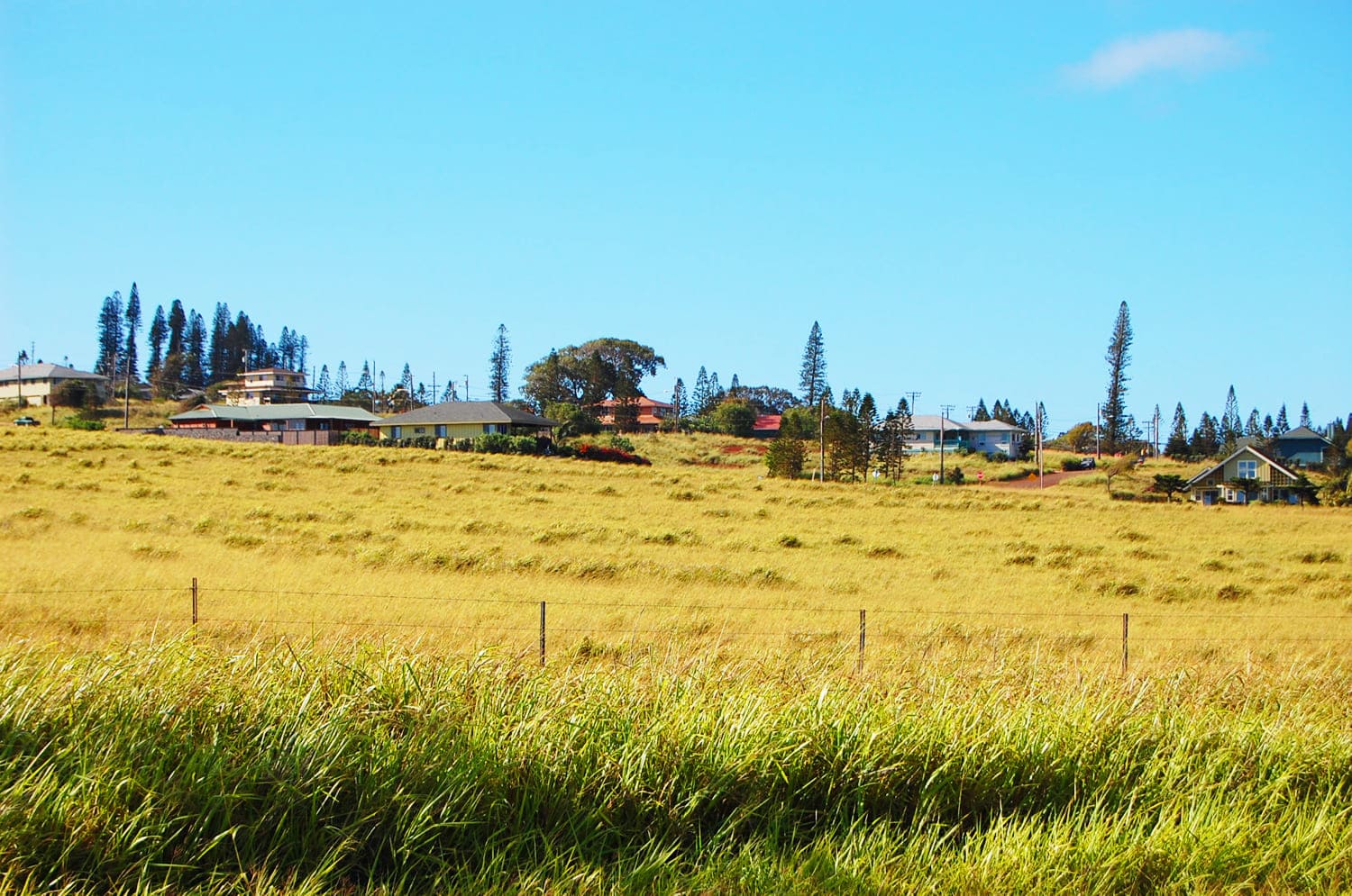 Maunaloa