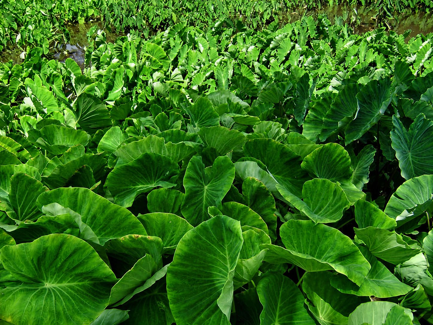 Moanalua Gardens