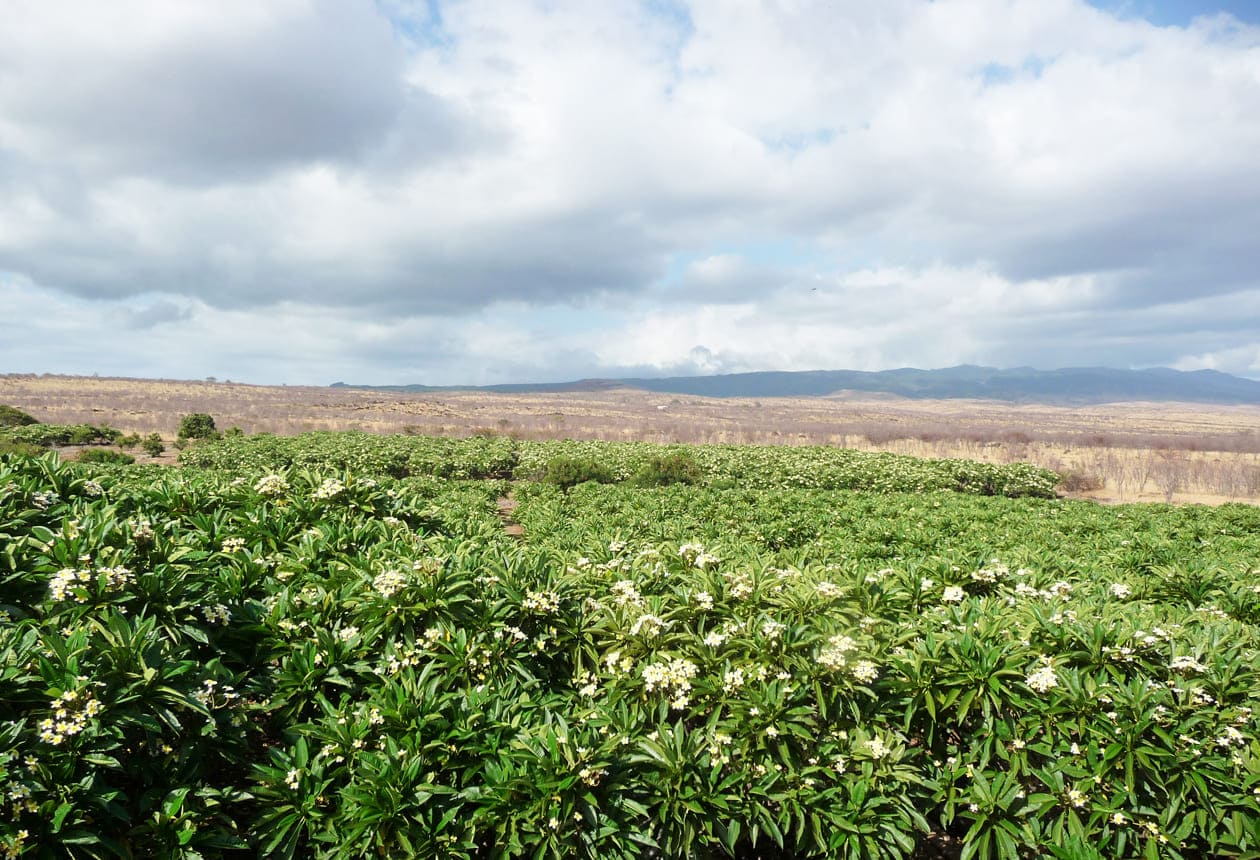 Molokai Plumerias