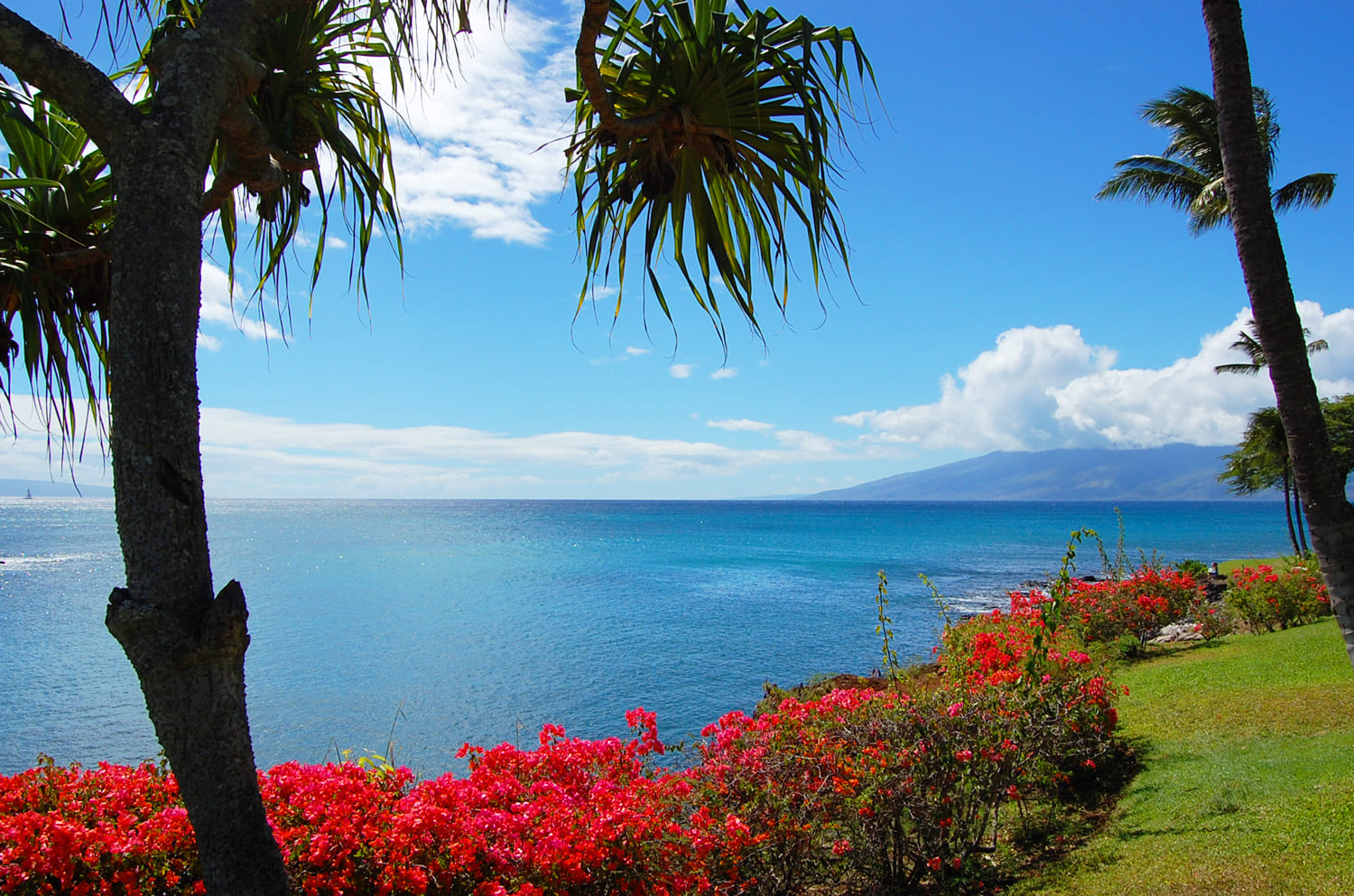 Napili