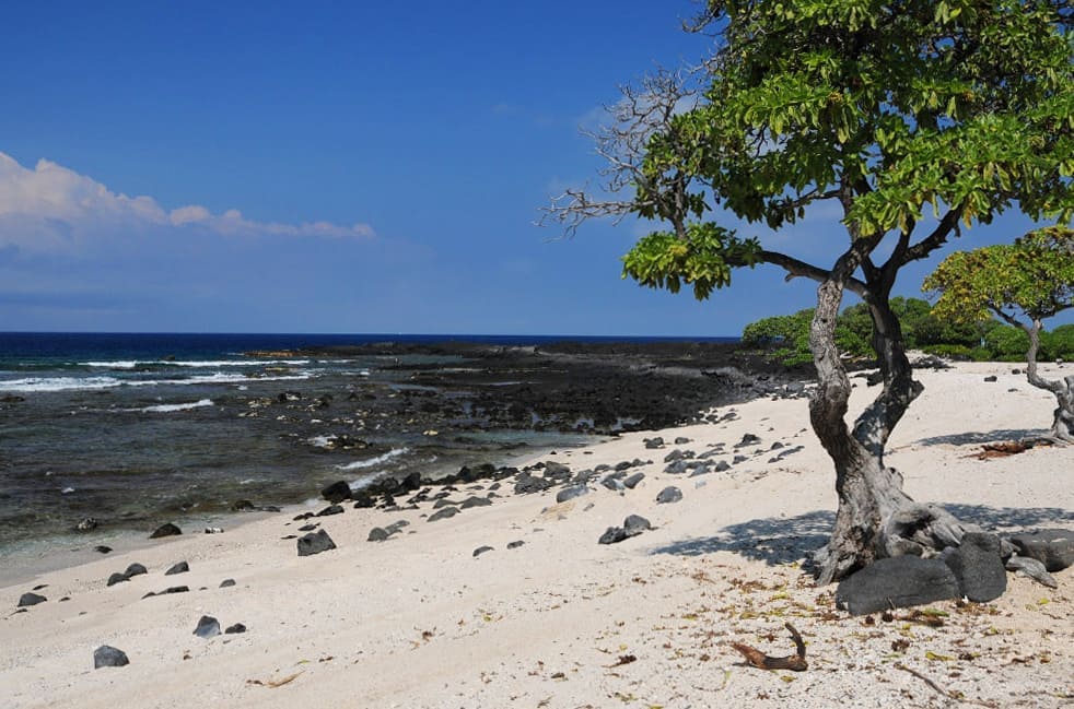 Pine Trees Beach