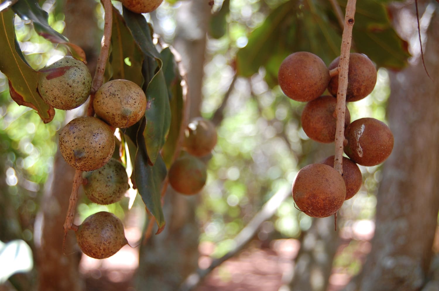 Purdy's Natural Macadamia Nut Farm