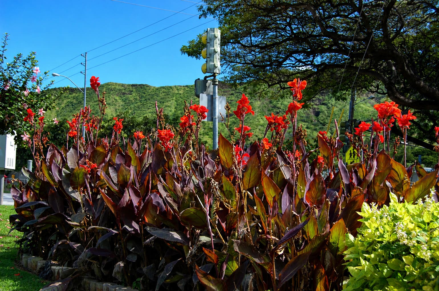 Queen Kapiolani Hibiscus and Rose Garden