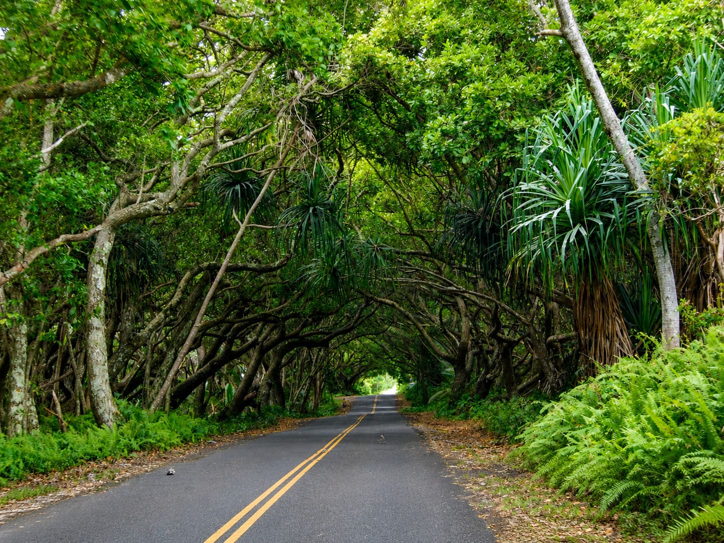 Red Road (Kapoho-Kalapana Road)