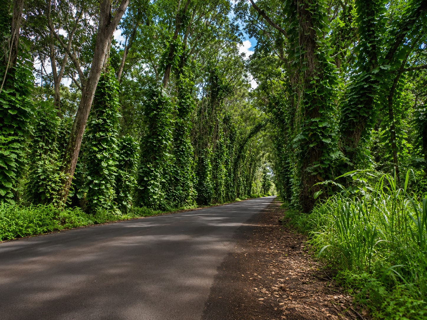 Tree Tunnel Road