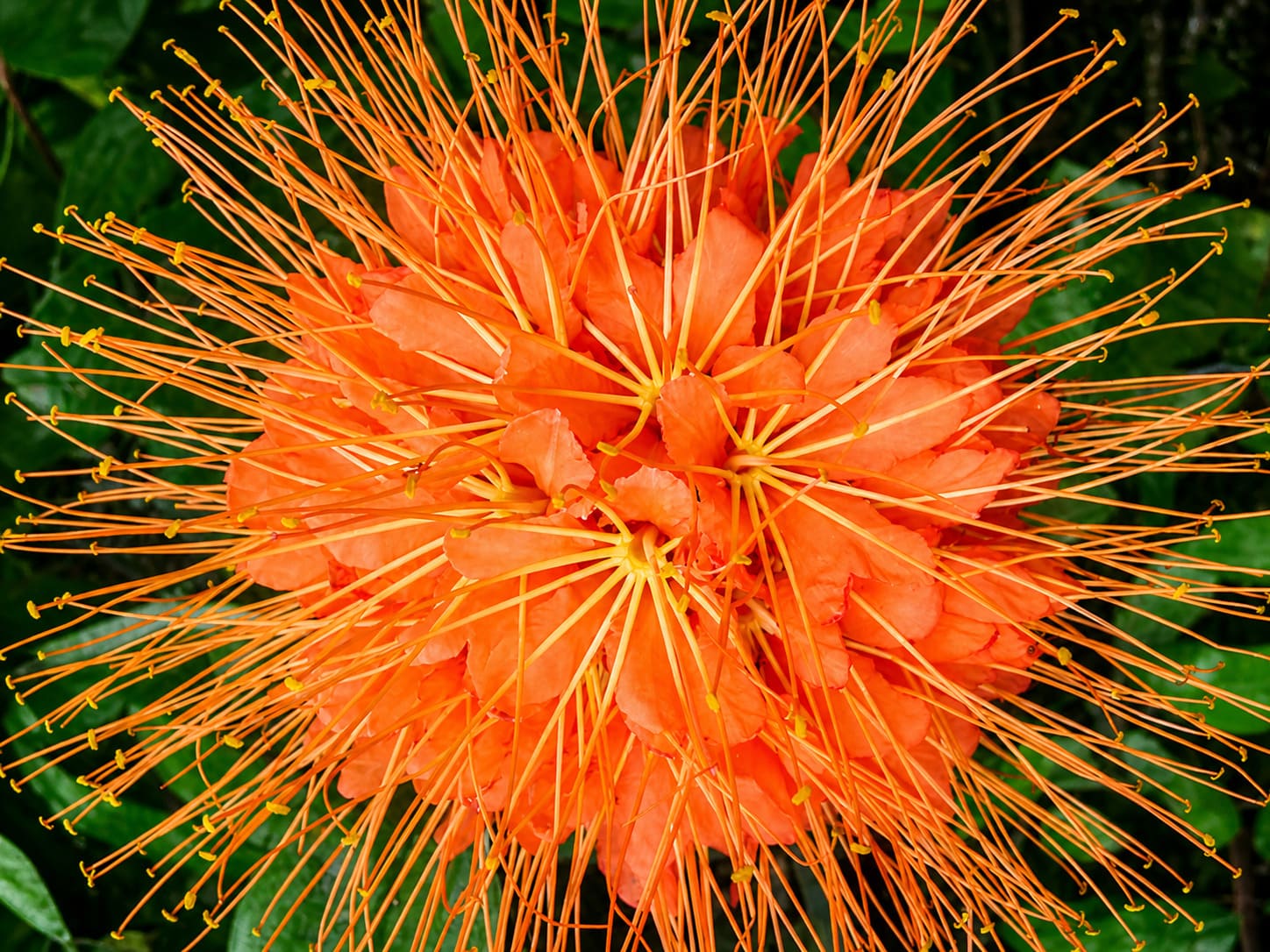 Wahiawa Botanical Garden