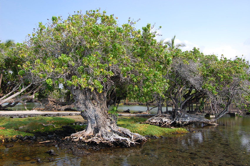 Ancient Hawaiian Fishponds 1