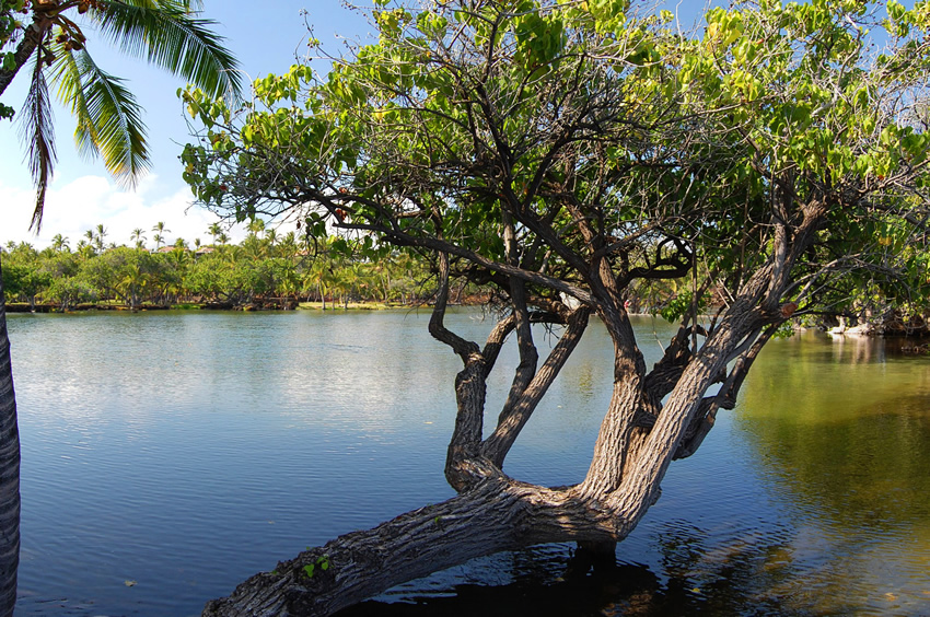 Ancient Hawaiian Fishponds 2