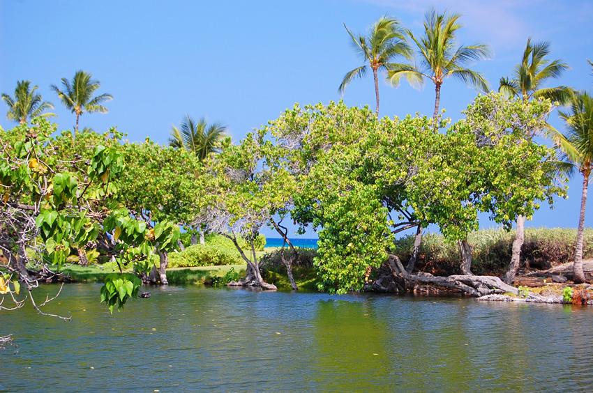 Scenic Oasis
