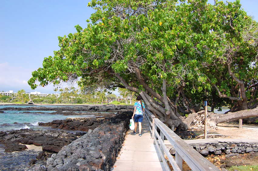 Shoreline Trail 2
