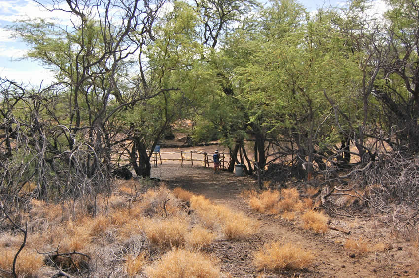 Trail Has Many Kiawe Trees