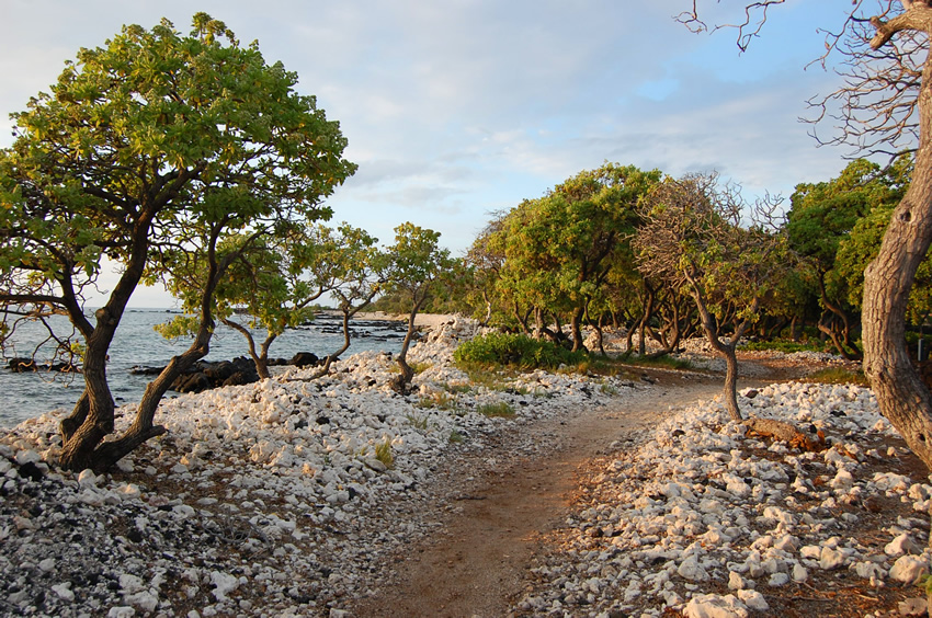 A Segment of the 175 Mile Trail