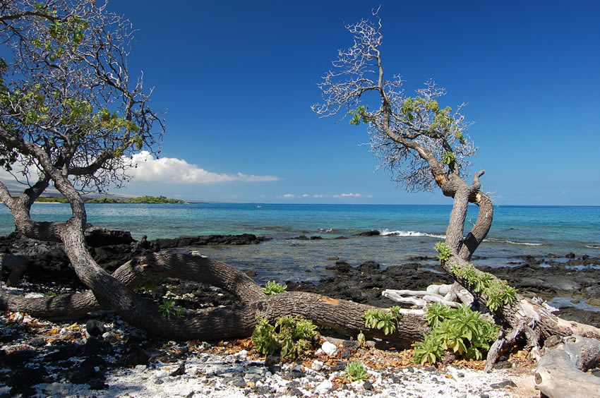 Ala Kahakai Trail by the Sea 7