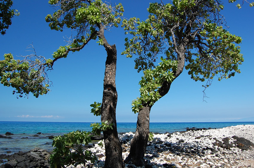 Ala Kahakai Trail by the Sea 8