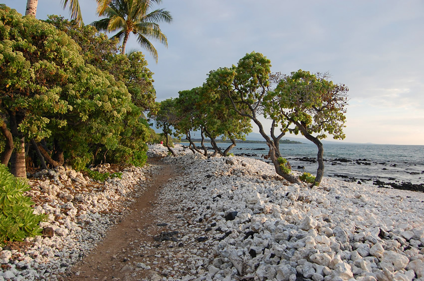 Evening Stroll Along the Ocean