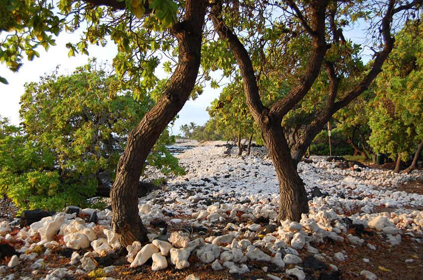 Shoreline Trees