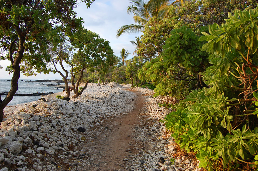 Trail Area Near Anchialine Ponds