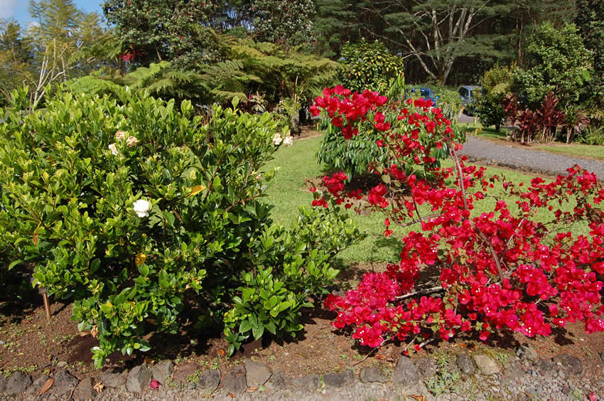 Colorful Flora2