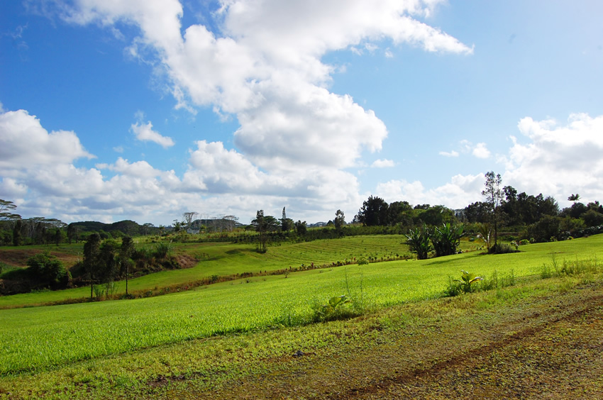 Green Surroundings