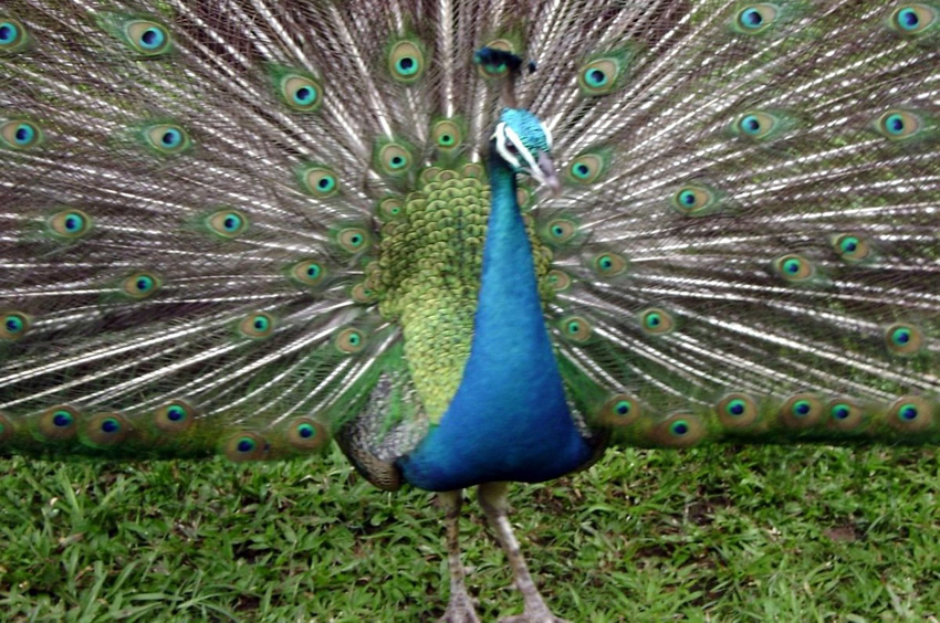 Peacock