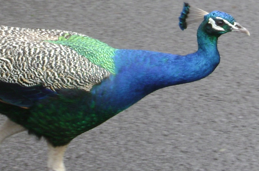 Peacock2