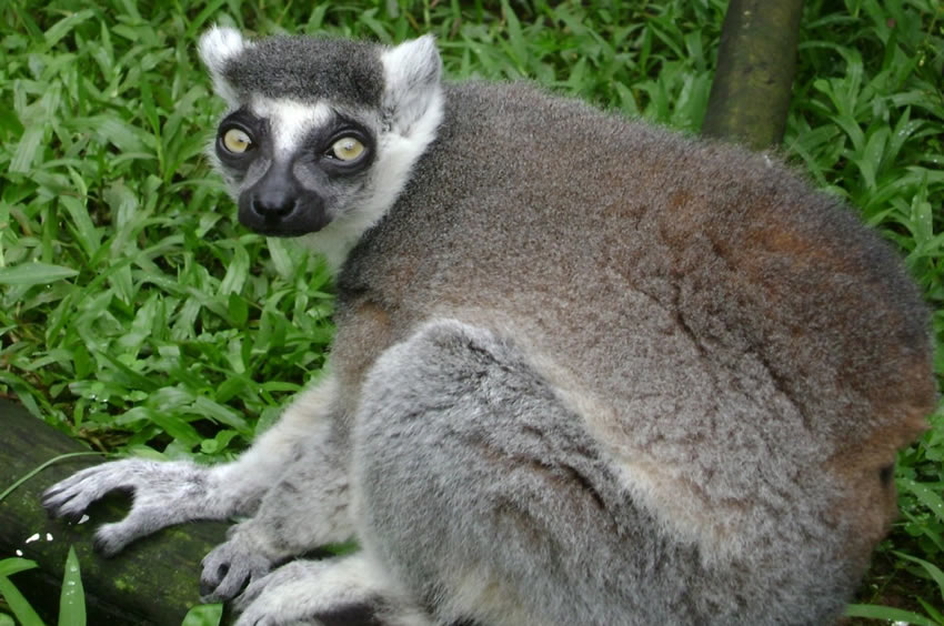 Ring Tailed Lemur