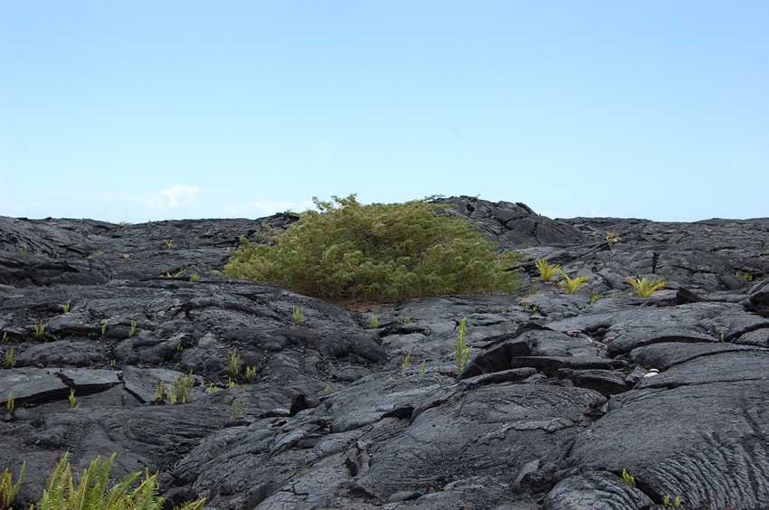 A Tree Grows on Lava Rocks