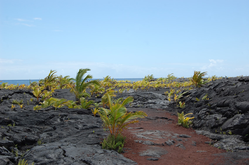 Palm Trees on Lava Rocks