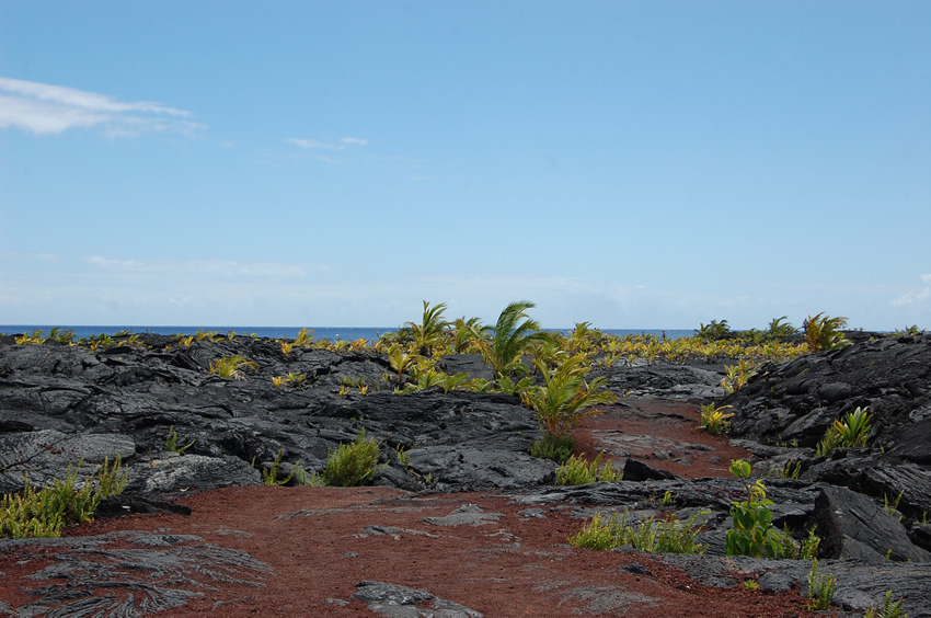 Palm Trees on Lava Rocks2