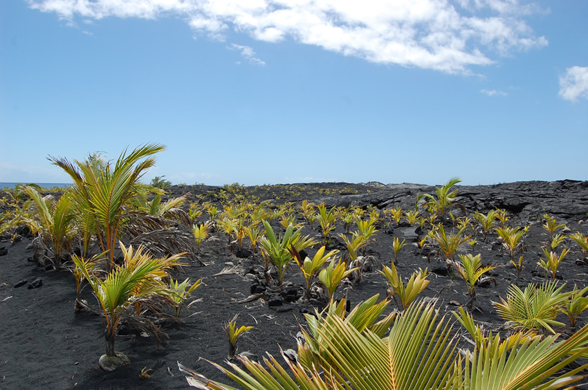 Palm Trees Planted on the Lava