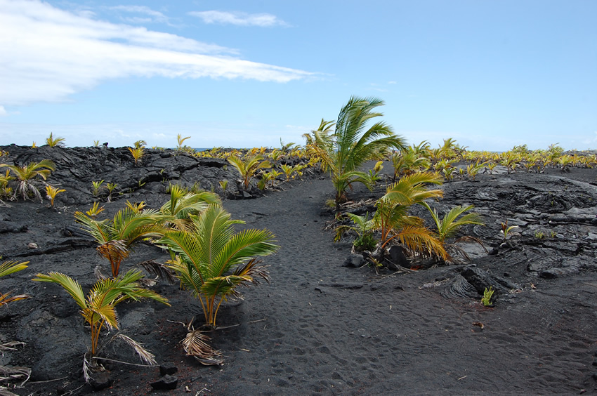 The Path to Kaimu Beach