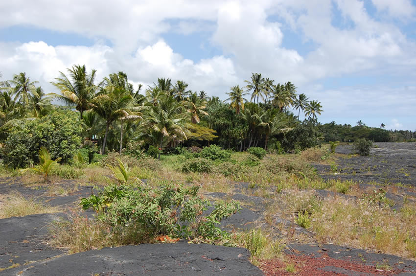 Tropical Surrounding