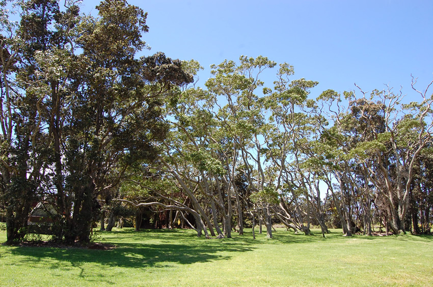 Green Park