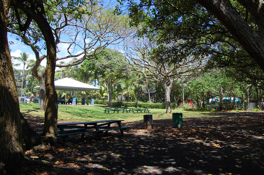 Good Shade in the Park