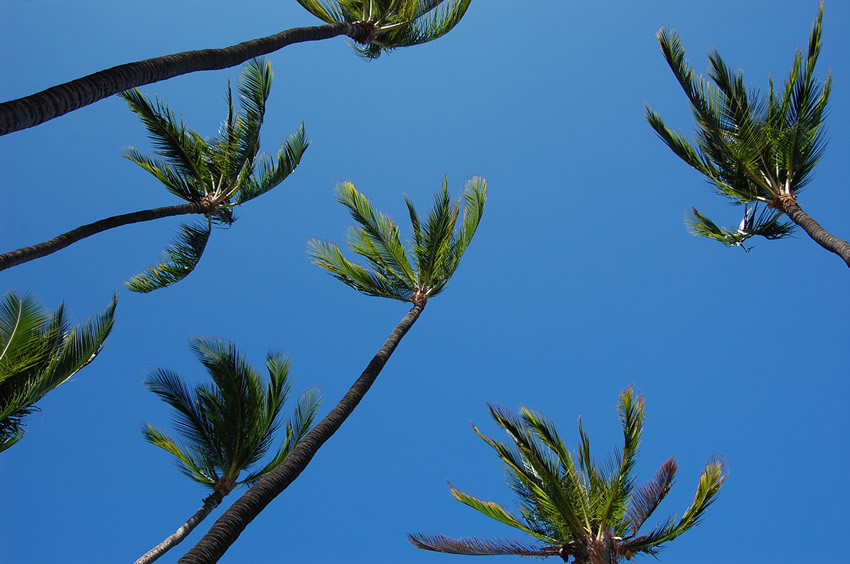 Anaehoomalu Beach Palmtrees