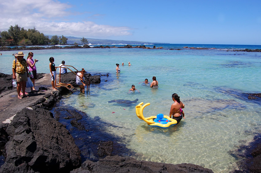 Honu Sweeming Near People