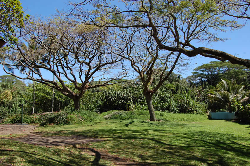 Park Trees
