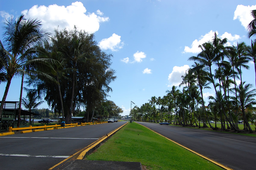 Many Trees in the Park