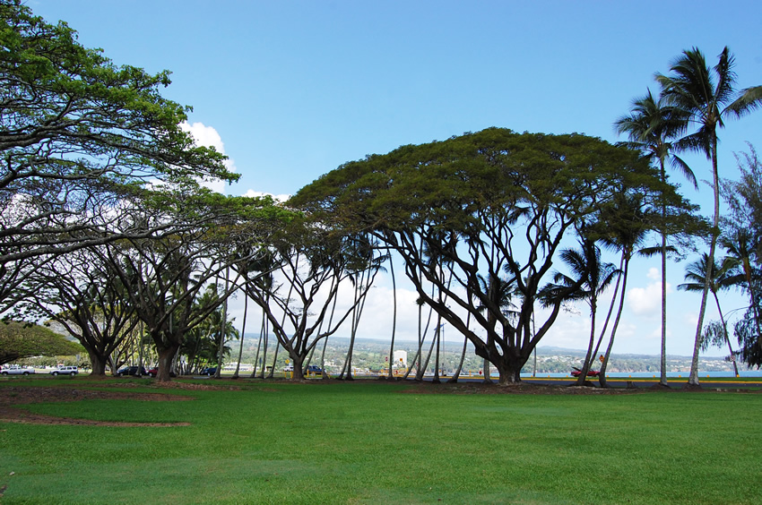 Tall Bayfront Trees