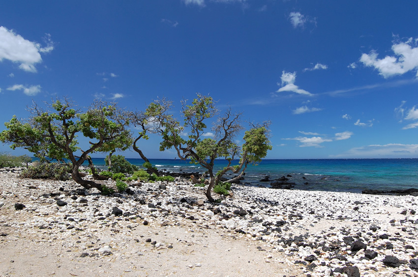 Beach Vegetation