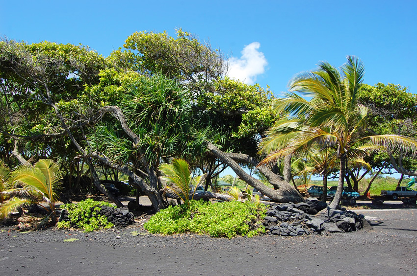 Beachfront Trees