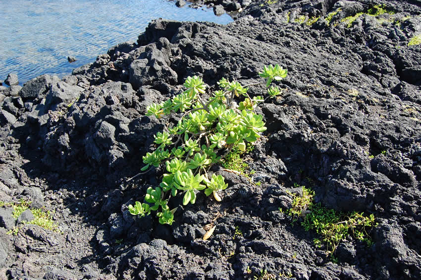 Naupaka Greenery
