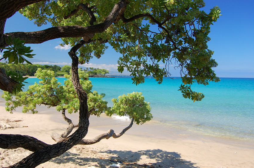 Beach Trees 1