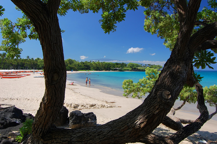 Beach Trees 2